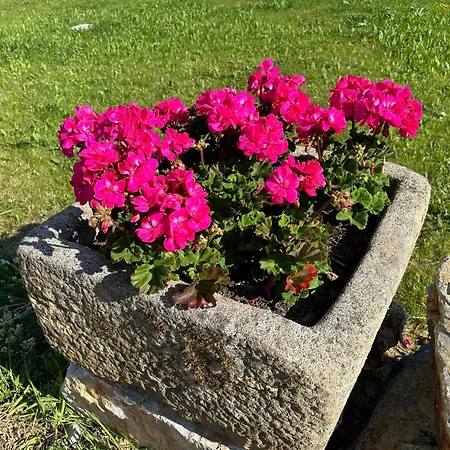 Les Sternes Telgruc-sur-Mer